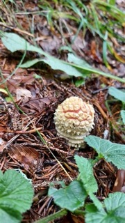 foto di Funghi